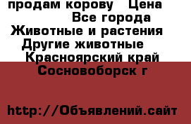 продам корову › Цена ­ 70 000 - Все города Животные и растения » Другие животные   . Красноярский край,Сосновоборск г.